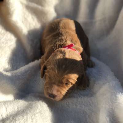 Red Collar Boy: 1.5 wks