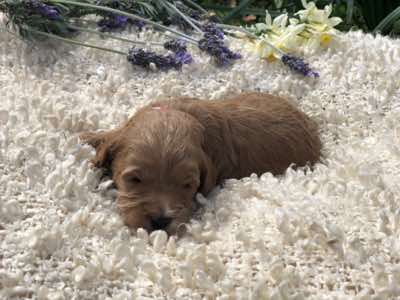 Red Collar Boy: 2.5 wks