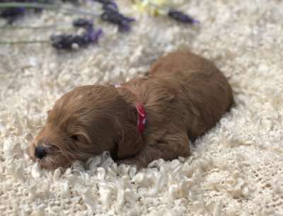 Red Collar Boy: 2.5 wks