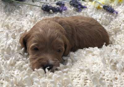 Red Collar Boy: 2.5 wks