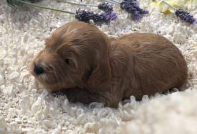 Red Collar Boy: 2.5 wks