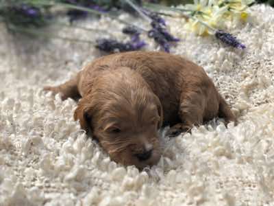 Red Collar Boy: 2.5 wks