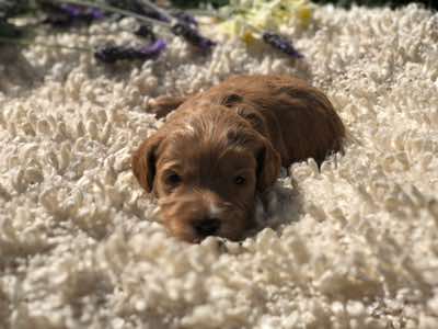 Red Collar Boy: 2.5 wks