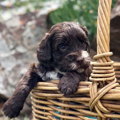 Blue Collar, Choc/Cafe Colour, White Abstract Markings, Fleece Coat, Miniature Size.