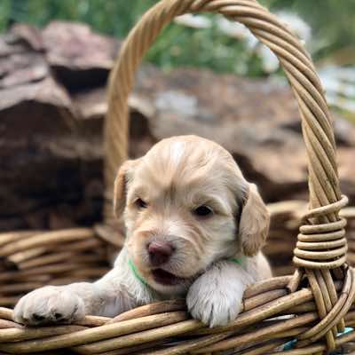 Green Collar Girl, Cremé Caramel Colour, White Snip on Forehead, Fleece Coat , Miniature Size.