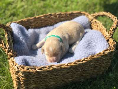 Green Collar Girl, Cremé Caramel Colour, White Snip on Forehead, Fleece Coat , Miniature Size.
