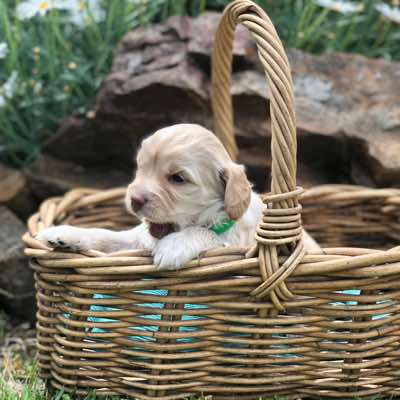 Green Collar Girl, Cremé Caramel Colour, White Snip on Forehead, Fleece Coat , Miniature Size.