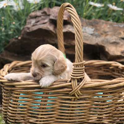 Green Collar Girl, Cremé Caramel Colour, White Snip on Forehead, Fleece Coat , Miniature Size.
