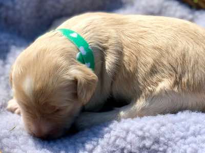 Green Collar Girl, Cremé Caramel Colour, White Snip on Forehead, Fleece Coat , Miniature Size.