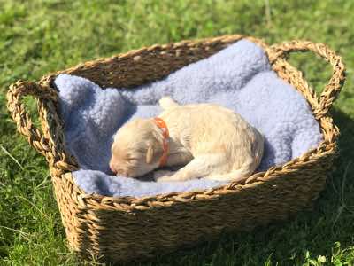 Orange Collar Girl, Cremé Caramel Colour, Curly Fleece Coat; Miniature Size