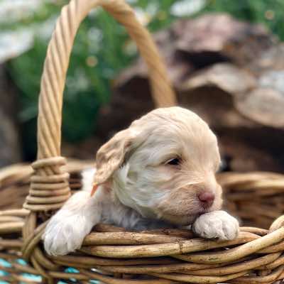 Orange Collar Girl, Cremé Caramel Colour, Curly Fleece Coat; Miniature Size