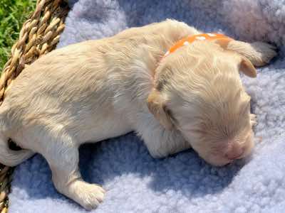 Orange Collar Girl, Cremé Caramel Colour, Curly Fleece Coat; Miniature Size