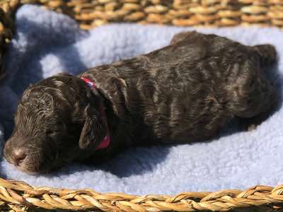 Red Collar, Choc/Cafe Colour, Wool Coat, Miniature Size