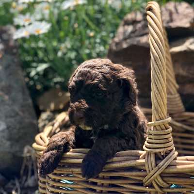Red Collar, Choc/Cafe Colour, Wool Coat, Miniature Size