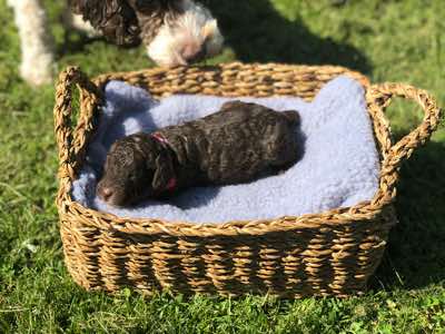 Red Collar, Choc/Cafe Colour, Wool Coat, Miniature Size