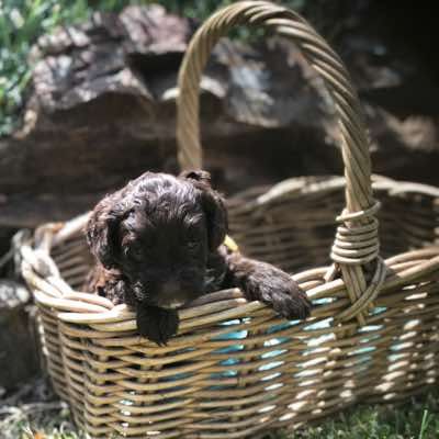 Yellow Collar Girl, Choc/Cafe Colour, Curly Fleece Coat, Miniature Size