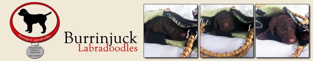 BurrinJuck Labradoodles