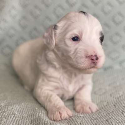 [Allegro and Domino’s Litter. Born 17/4/2023]. Choc and White Parti Boy (patch over eye)&lt;br/&gt;3 weeks.