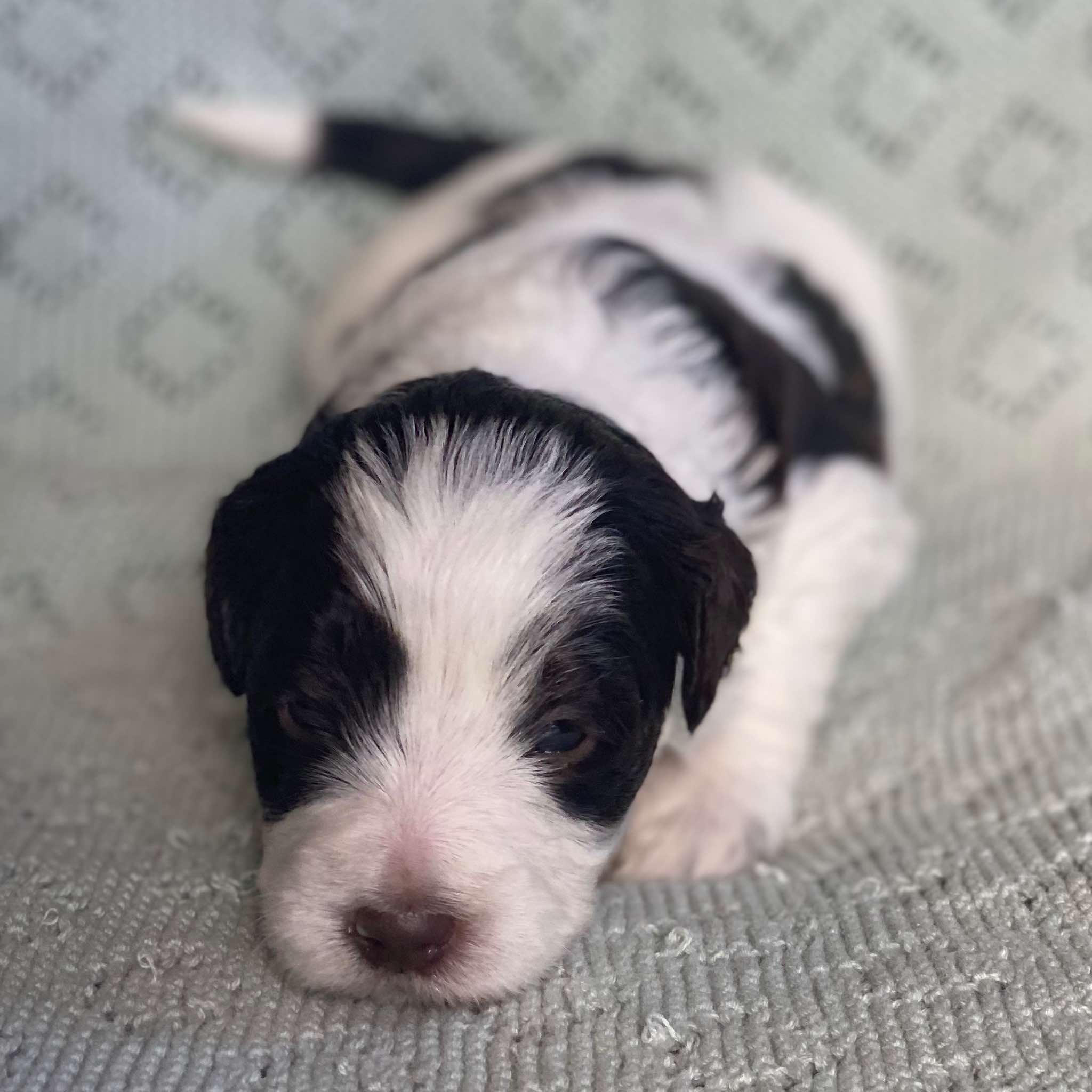 GUARDIAN GIRL&lt;br/&gt;[Allegro and Domino’s Litter. Born 17/4/2023]&lt;br/&gt;Choc and White Parti Girl. 3 weeks.