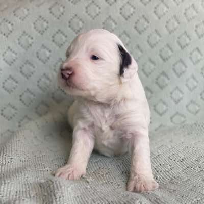 ANDRE: [Allegro and Domino’s Litter. Born 17/4/2023]&lt;br/&gt;Choc and White Parti Boy (painted ear and nose). 3 weeks.