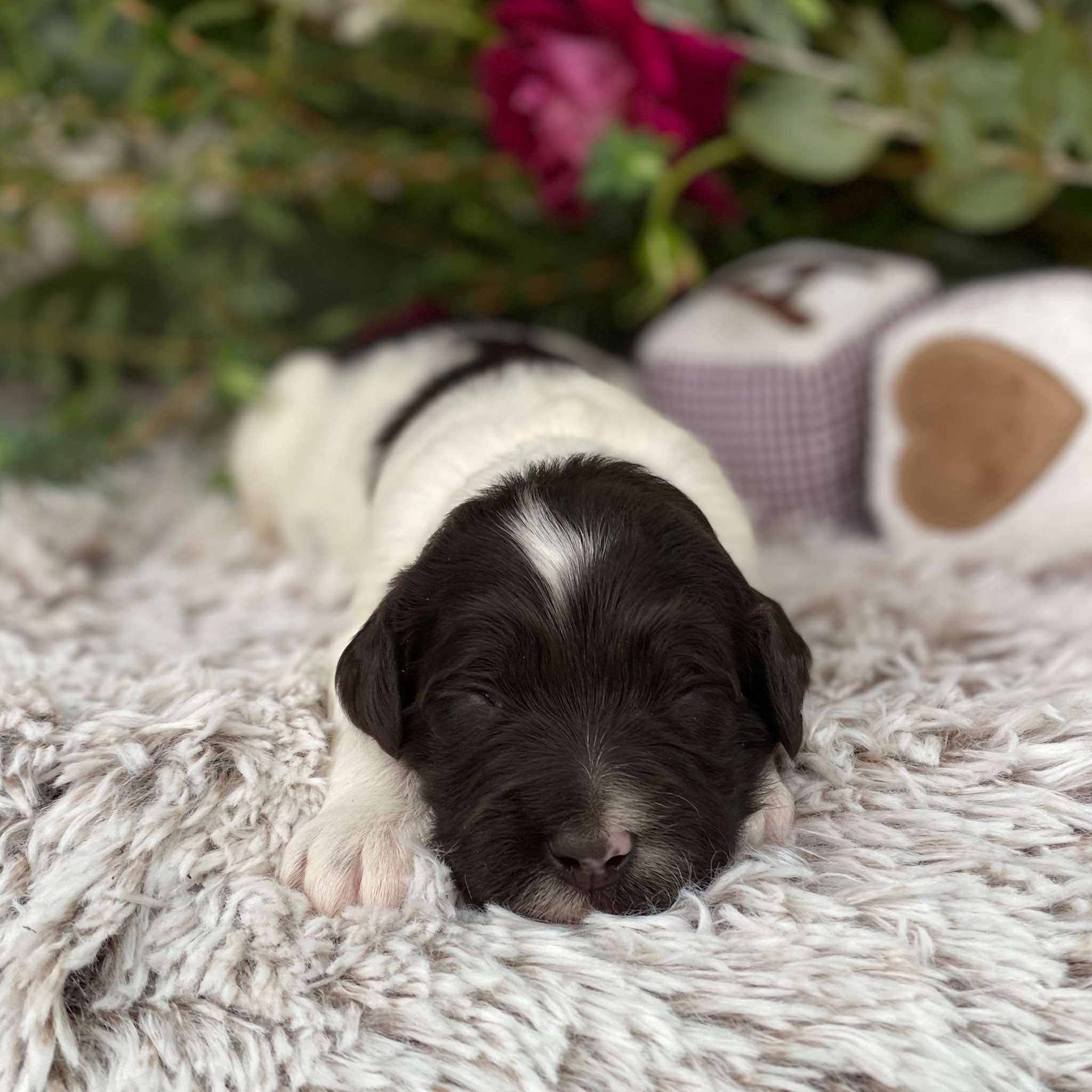 COLLAR COLOUR: Grey. PARENTS: Geisha and Pierrot. DOB: 14/4/2023. SIZE: Miniature to small-medium. COLOUR : Chocolate. MARKINGS: Parti. COAT: Fleece. WEIGHT: 1030 grams. AGE: Two weeks.