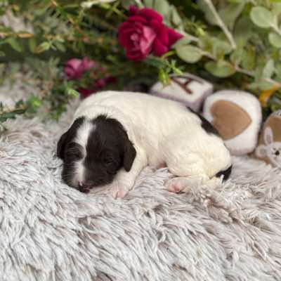 COLLAR COLOUR: Purple. PARENTS: Geisha and Pierrot. DOB: 14/4/2023. SIZE: Miniature to small-medium. COLOUR : Chocolate and White. MARKINGS: Parti. COAT: Fleece. WEIGHT: 850 grams. AGE: Two weeks.